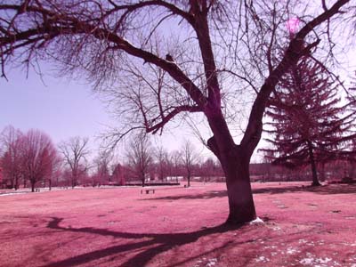 Rose Hill Cemetery